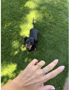 Anillo Teckel | Bacu Joyas y Complementos