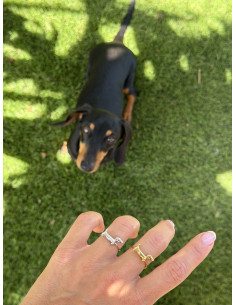 Anillo Teckel | Bacu Joyas y Complementos 2